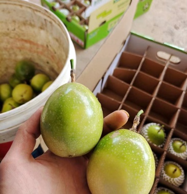 黄金百香果苗蜂蜜味芭乐木瓜香蜜台农紫香金霸