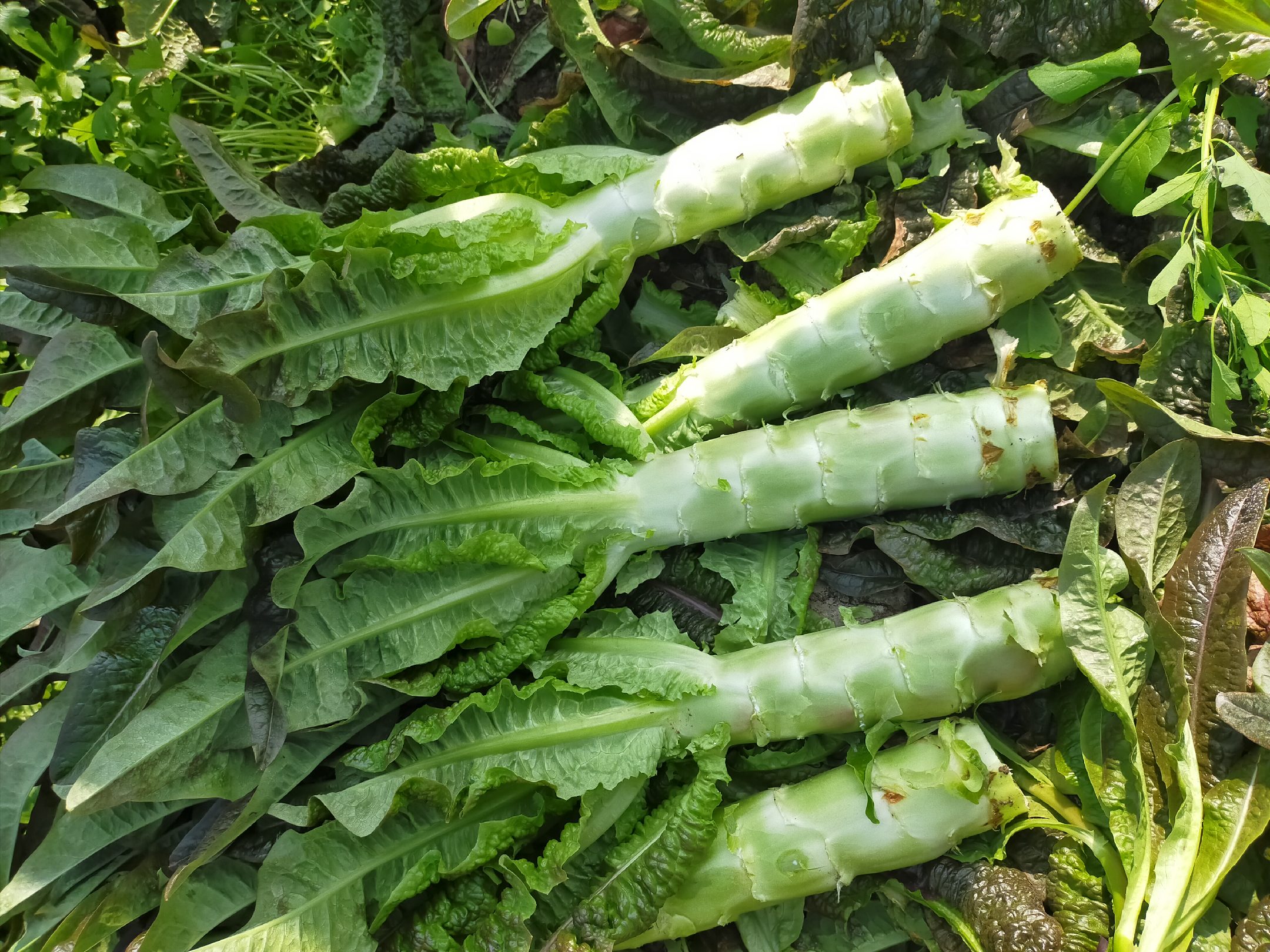 [莴苣批发]精品莴笋,广西莴笋净菜毛菜,莴笋批发,货源充足,品质保障