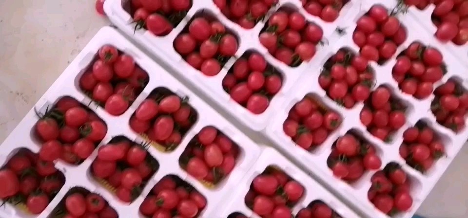 拇指圣女果包装与应用场景