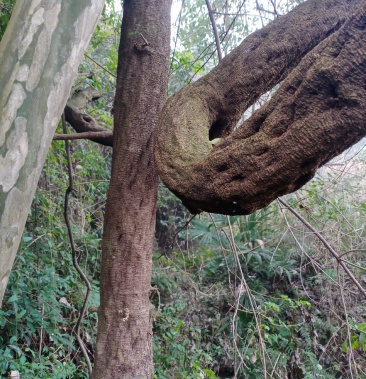野生粉葛根大量货源