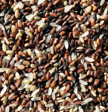 旱稻胭脂米旱地大田