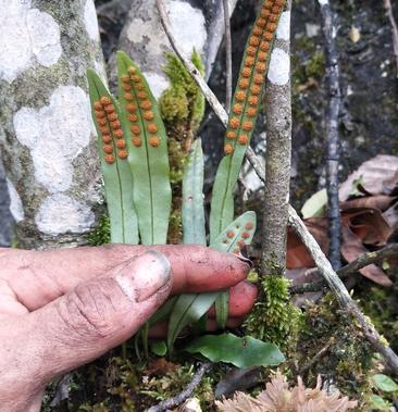 真正化石草图片野生图片