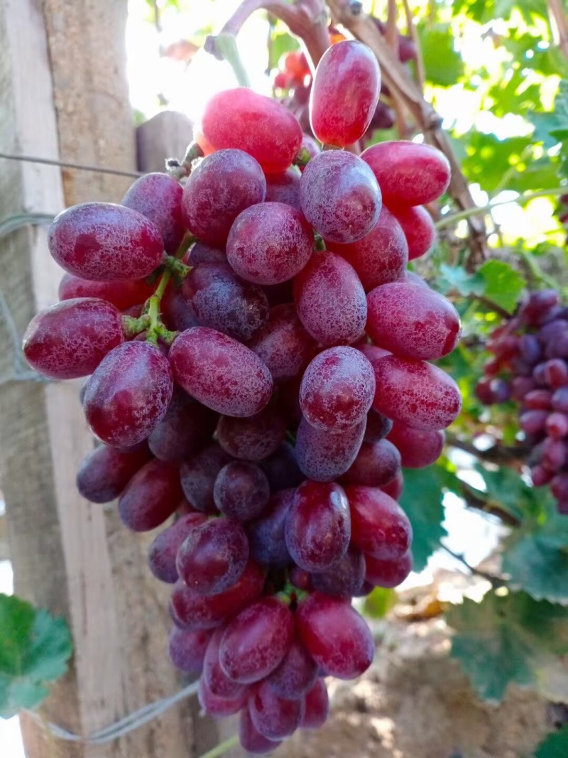 自家种的无核克瑞森葡萄