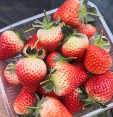 佐贺草莓,海阳特产,可以快递