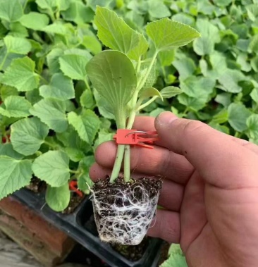 甜瓜苗 羊角蜜甜瓜苗博洋甜瓜苗现货发售 绿宝苗包技术指