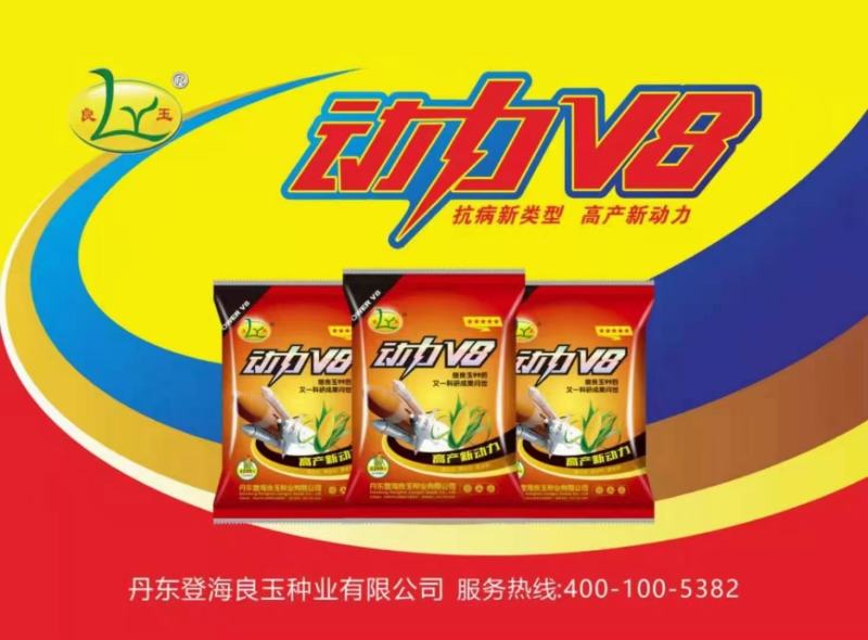 登海良玉动力v8图片