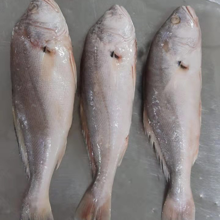 [石首鱼批发]巴西淡水石首鱼,又名白菇鱼,巴西经济鱼类,肉质鲜美价格