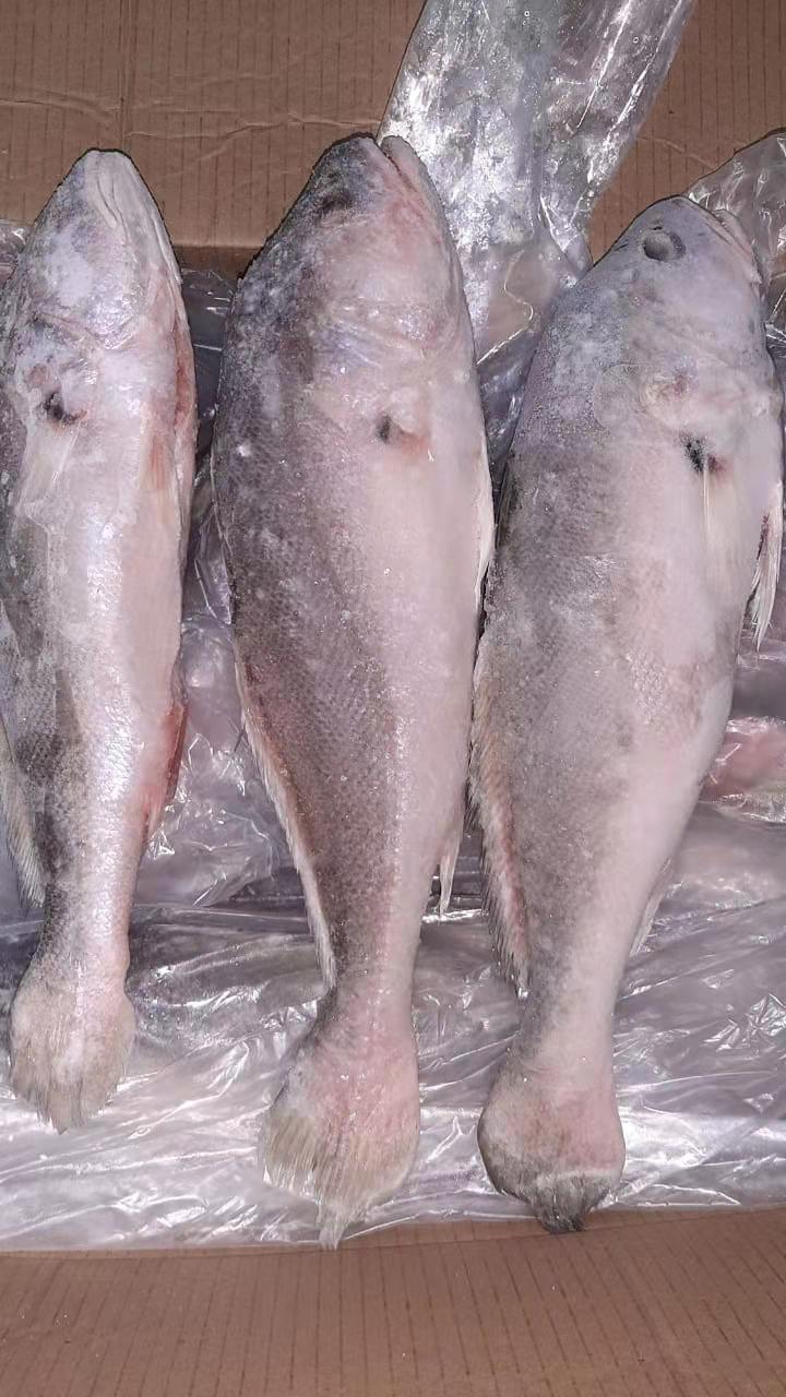 [石首鱼批发]巴西淡水石首鱼,又名白菇鱼,巴西经济鱼类,肉质鲜美价格