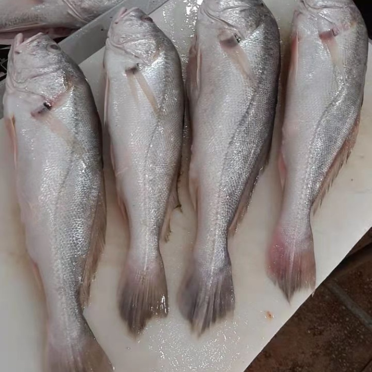 [石首鱼批发]巴西淡水石首鱼,又名白菇鱼,巴西经济鱼类,肉质鲜美价格