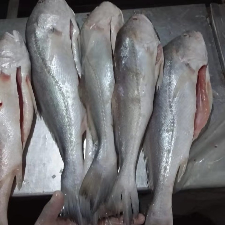 [石首鱼批发]巴西淡水石首鱼,又名白菇鱼,巴西经济鱼类,肉质鲜美价格