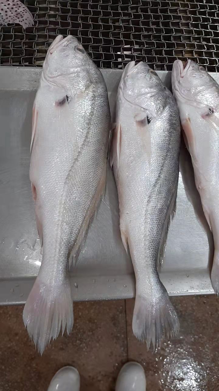 [石首鱼批发]巴西淡水石首鱼,又名白菇鱼,巴西经济鱼类,肉质鲜美价格