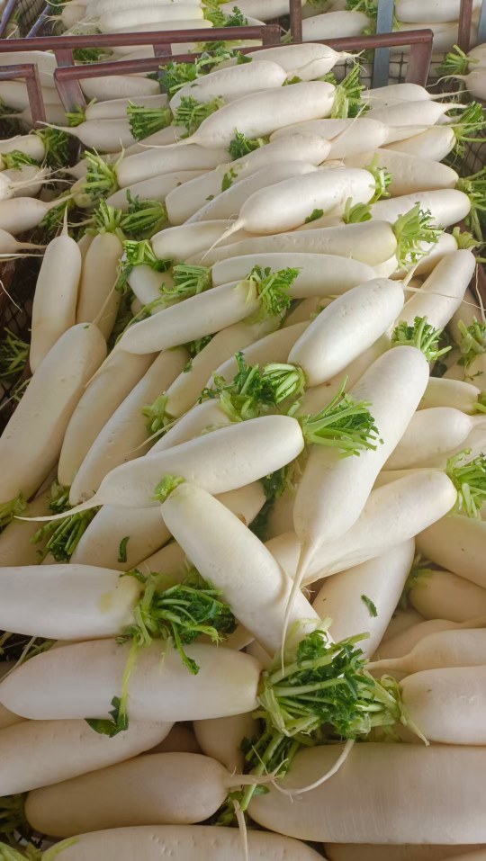 萝卜白萝卜一手货源质量精品
