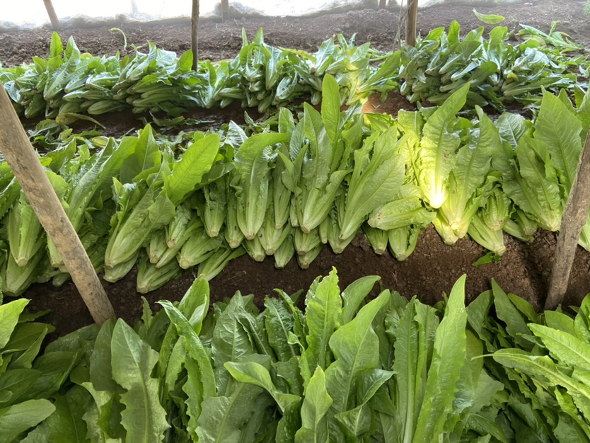 油菜田除草前后对比图