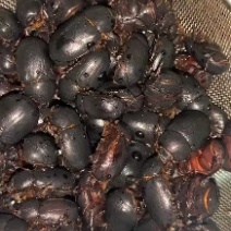 蚰壳螂，黑瞎闯子，金龟子，油壳螂