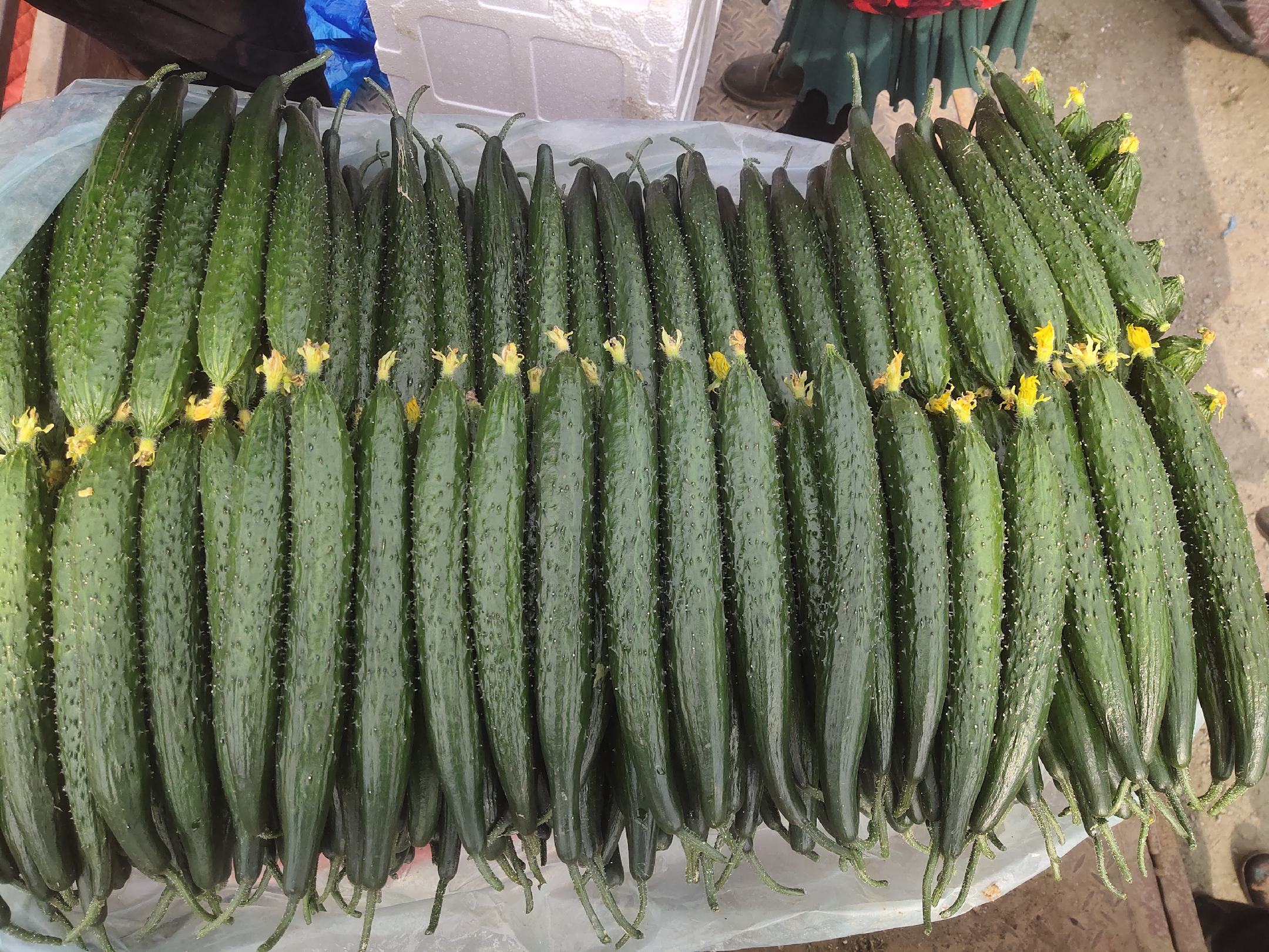 山东精品密刺黄瓜 产地直销,一手货源,当天采摘当天卖