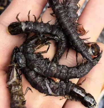 水蜈蚣熟冻通货物美价廉