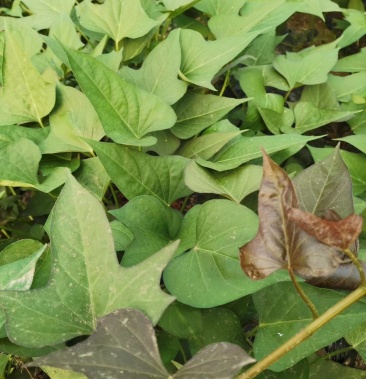 玛莎莉哈密澳洲紫白黄金蜜薯西瓜红商薯19红薯苗