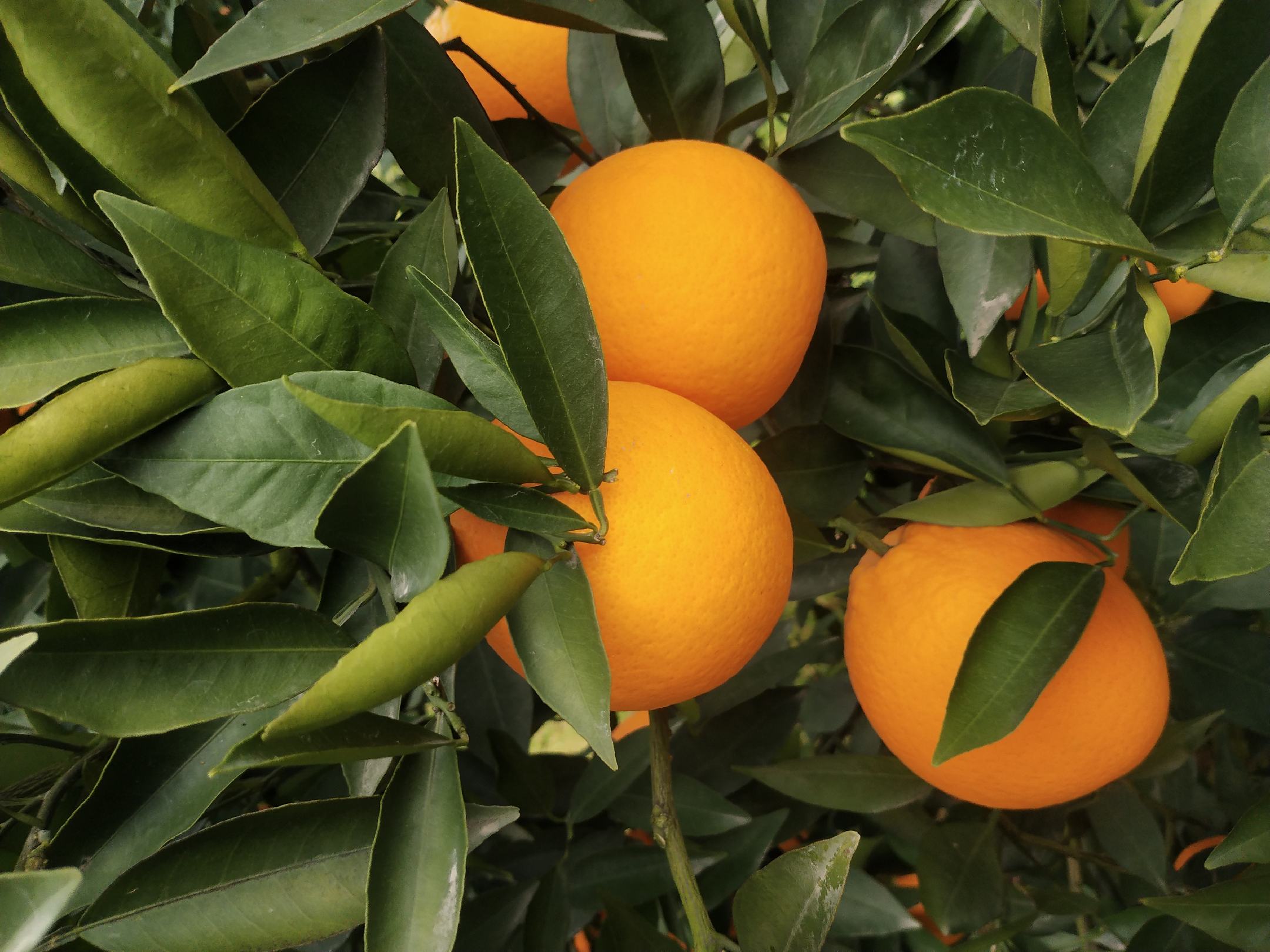 [脐橙批发]脐橙,奉节脐橙,奉节县脐橙长江边生长,精品72一1脐橙价格1.