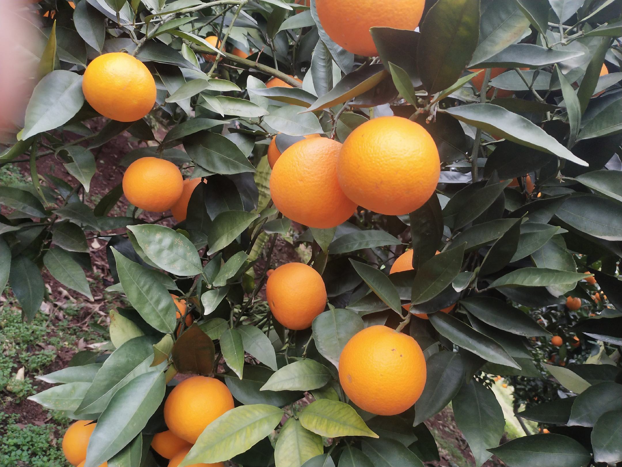 [脐橙批发]脐橙,奉节脐橙,奉节县脐橙长江边生长,精品72一1脐橙价格1.