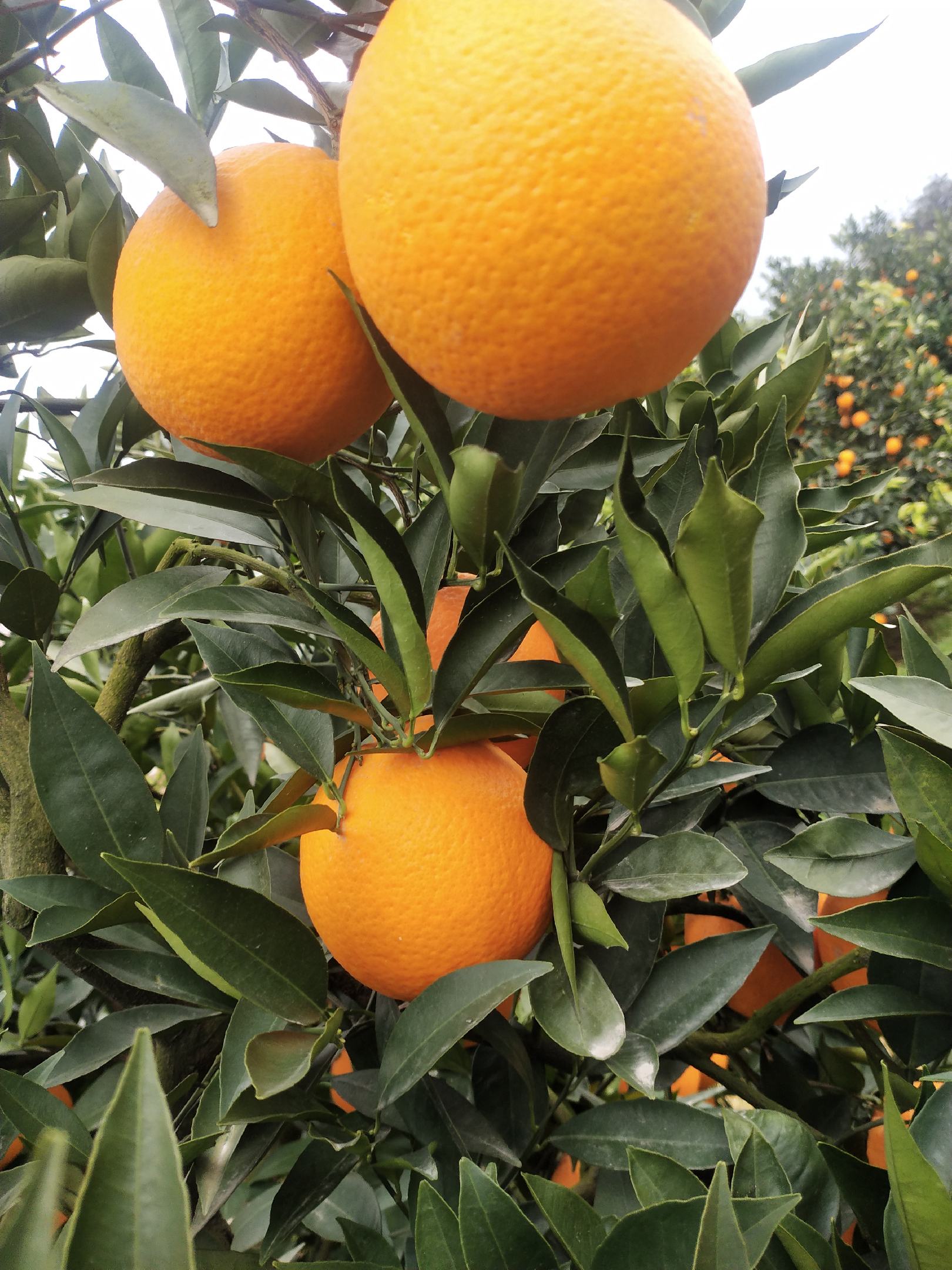 [脐橙批发]脐橙,奉节脐橙,奉节县脐橙长江边生长,精品72一1脐橙价格1.