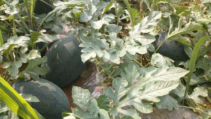 黑美人西瓜与瓜王西瓜在田间生长的画面