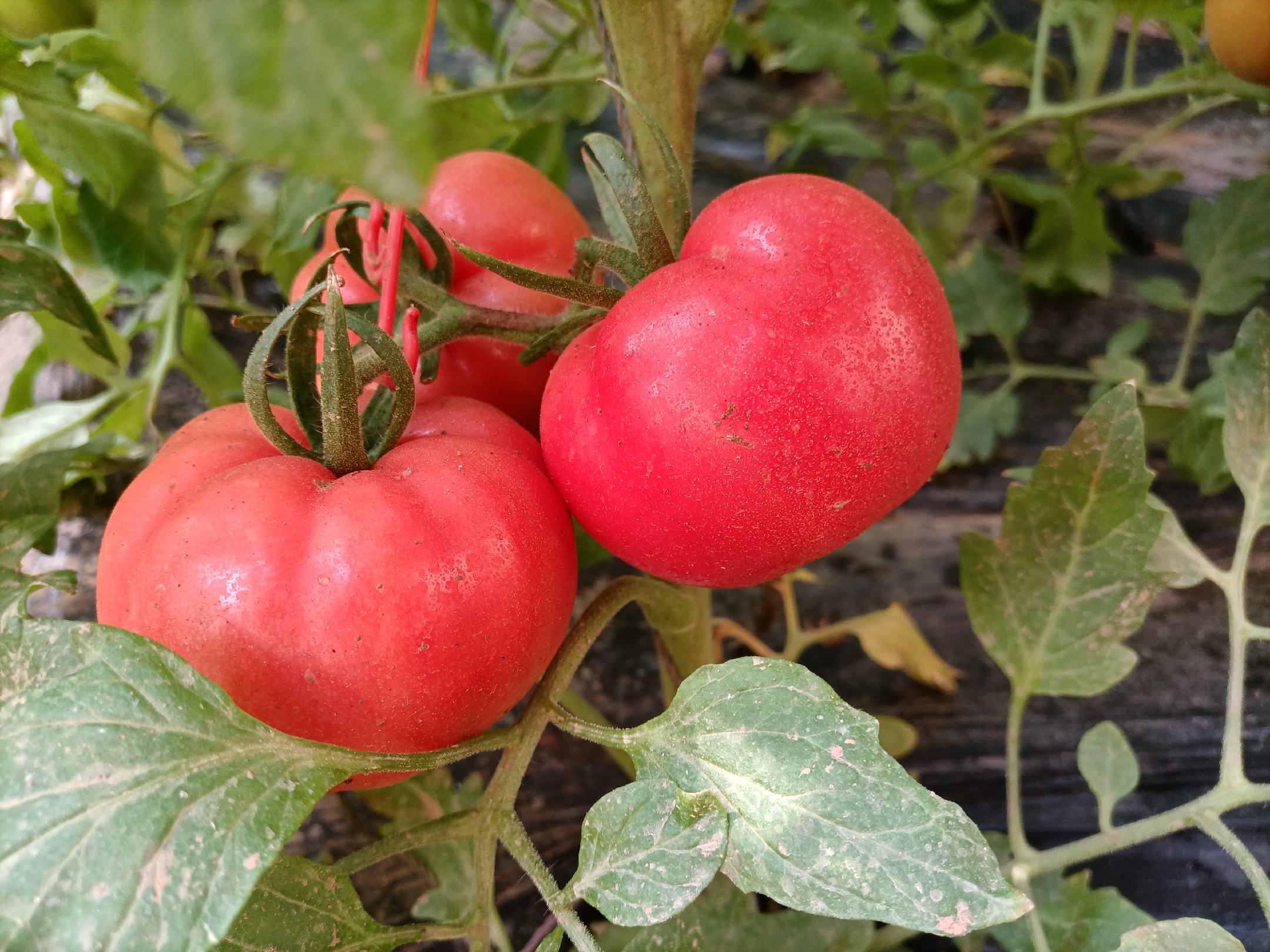 西红柿植株上挂着成熟果实特写