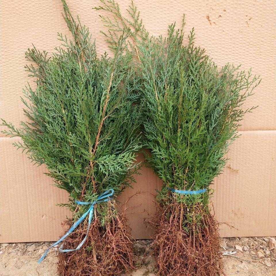 [柏树苗批发]侧柏小苗30-40公分农户直销,可用道路两旁价格0.