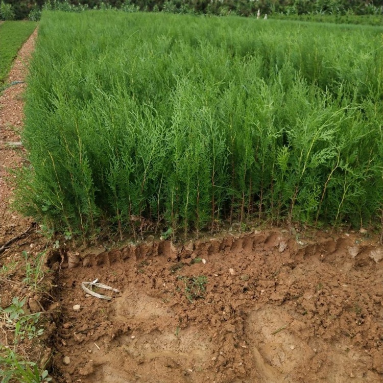 [柏树苗批发]侧柏小苗30-40公分农户直销,可用道路两旁价格0.