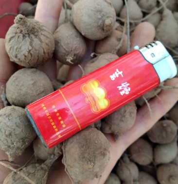 鸡头薯干货鲜货都有需要的联系我