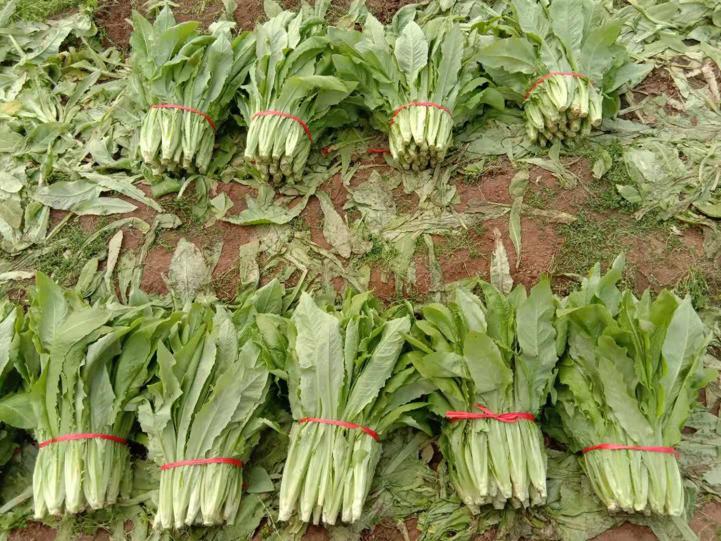 市场上摆放整齐的新鲜菜心与普通油菜叶片对比图