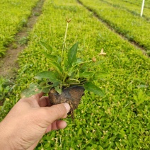 紫花地丁价格，紫花地丁种植基地，紫花地丁大量供应