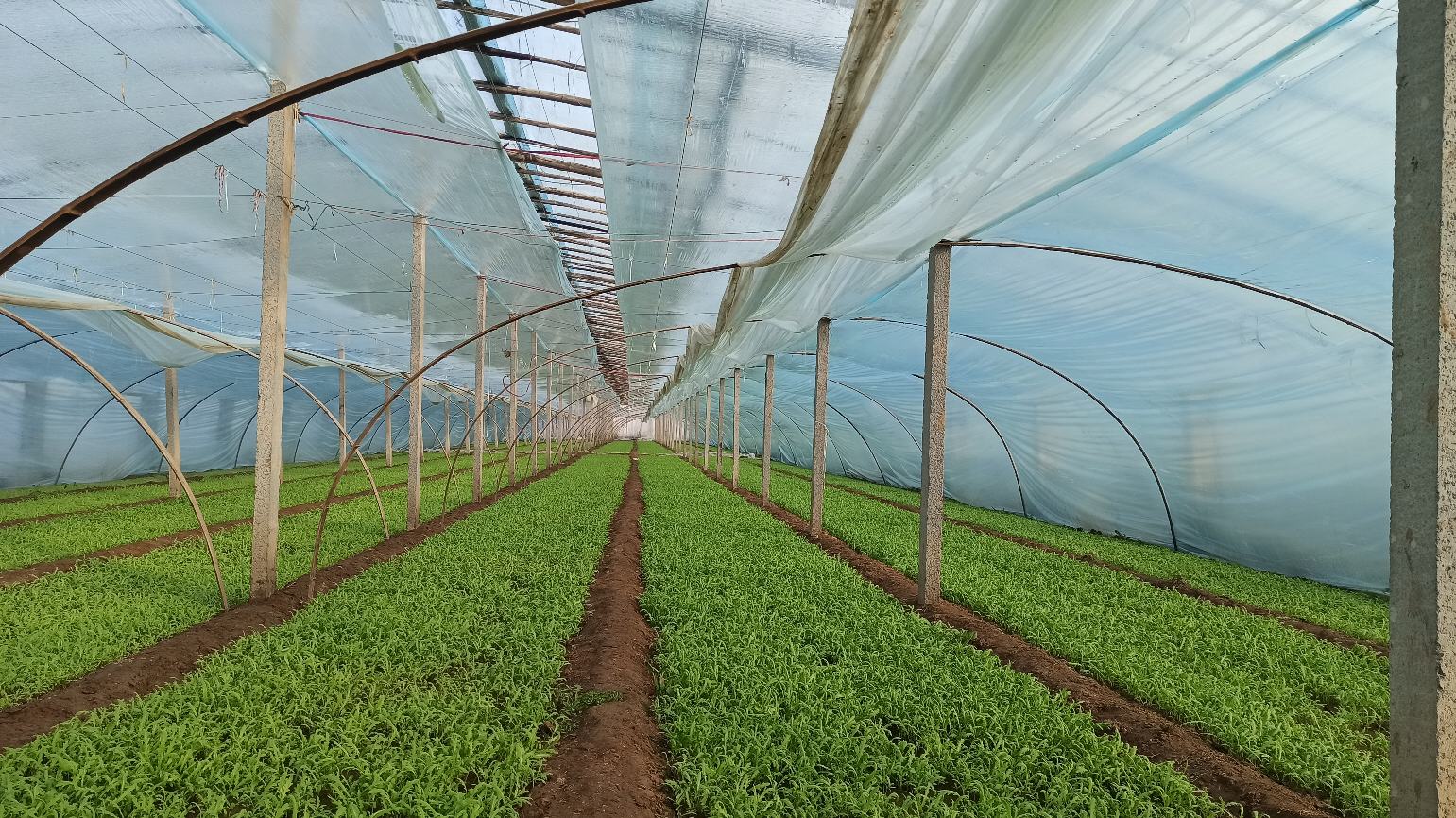 茼蒿田间种植实景图