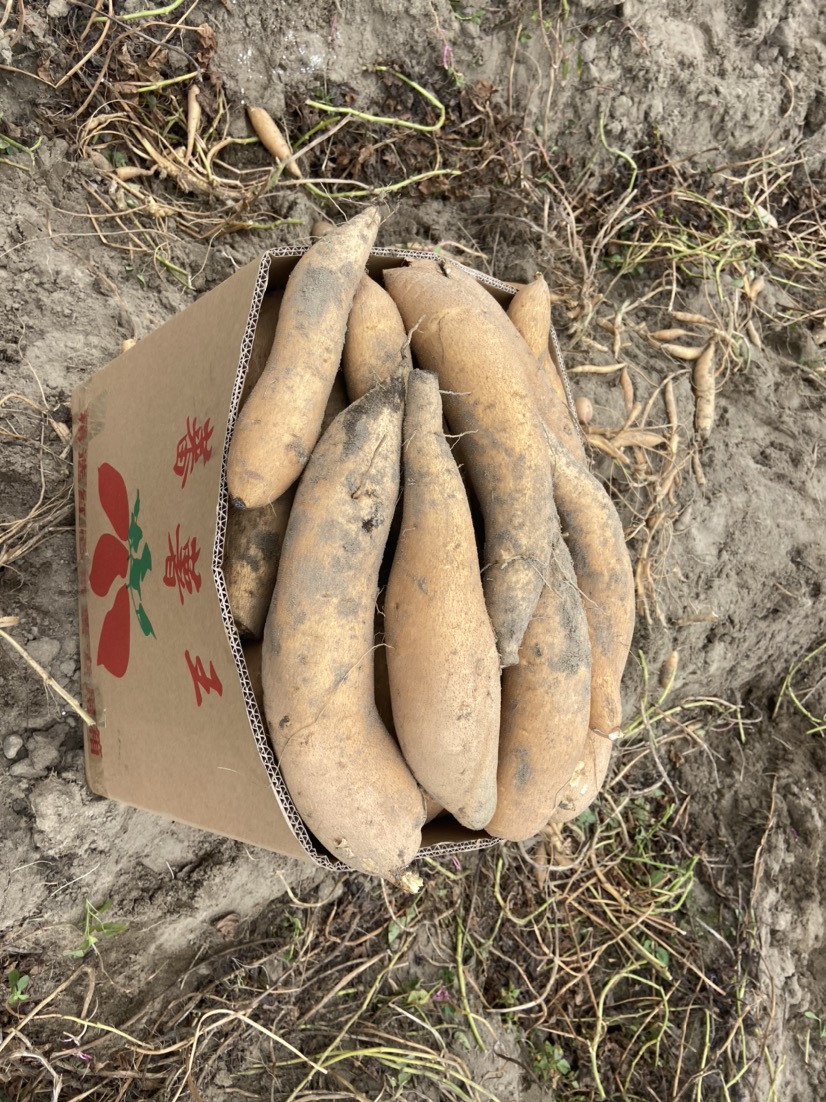 [木薯批发]鸡骨香普力木薯条形杠杠的价格1.20元/斤 - 一亩田