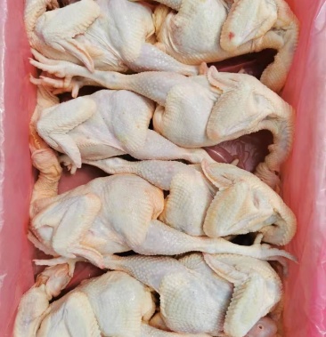 三黄白条鸡欢迎大家订购