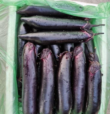 四川优质墨茄,精品墨茄长茄茄子,烤茄,4月上市