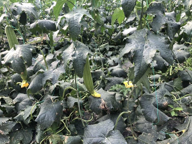 丝瓜种植基地