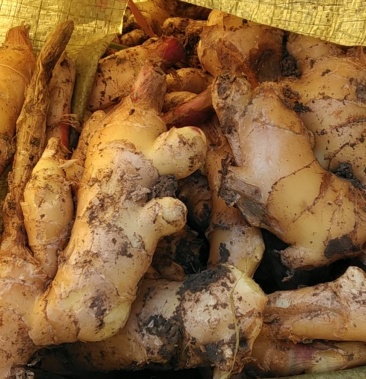 昌邑大姜平顶四姜种持续供应中