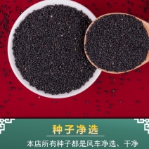 马齿笕种子，野菜马齿菜种子，马齿苋种子基地直销