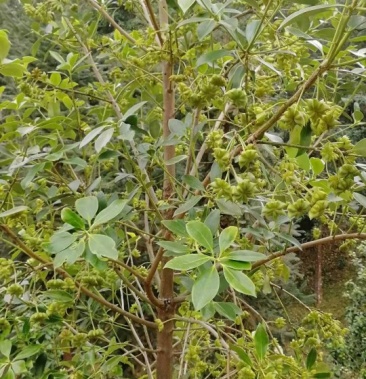 大红八角罗马种嫁接苗出售