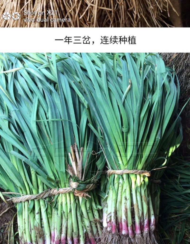 [红根蒜苗种子批发]广东深圳龙岗区蒜苗种子 99.00元/袋红头 _ 一亩田