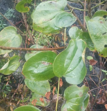 大金刚藤根品种大个保证质量100斤包邮到家