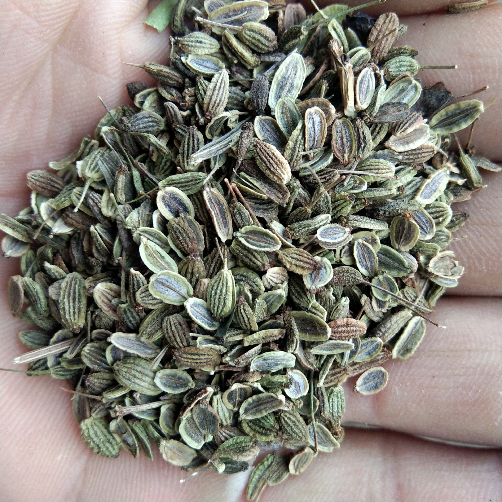 [当归种子批发]出售新产当归种子 当归籽 欧当归 多年生 种植简单价格