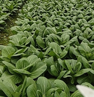 大棚里面用农家肥种的上海青