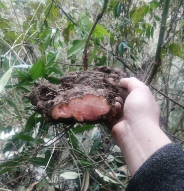 野生土茯苓天然无污染需要的可以联系期待你我合愉快