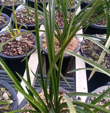 河南卢氏惠兰之乡兰草盆景