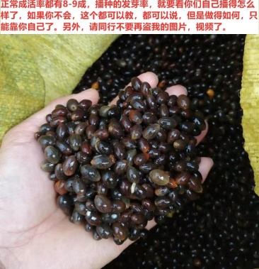 肉桂种子桂皮树种子玉桂种子包邮价