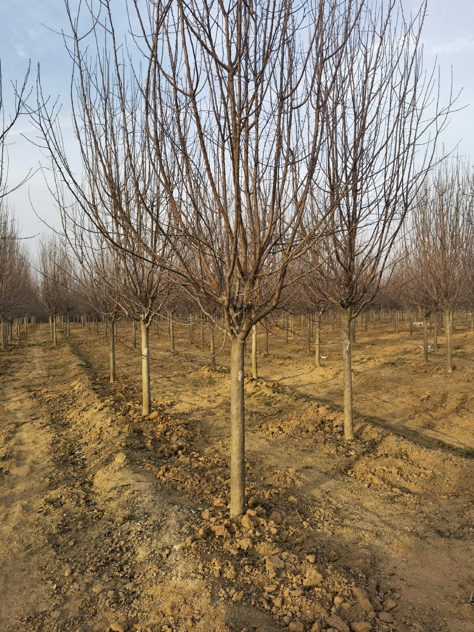 [海棠苗批发]北美海棠苗,成苗,公分苗价格1.80元/棵 - 一亩田