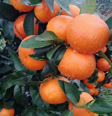 广西邕宁区新江沃柑真实自拍实物图