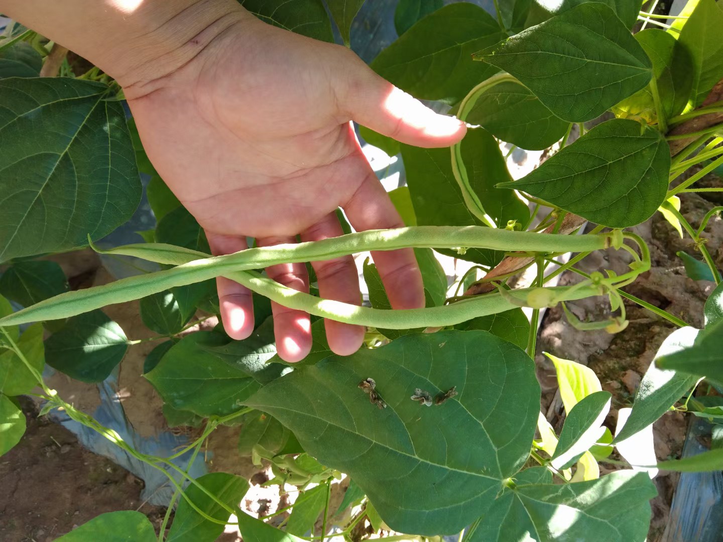 无筋豆正在被剪头尾并切成段,旁边放着干净的水盆和剪刀 无筋豆处理过程图