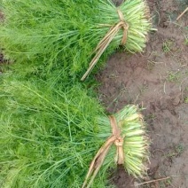 【推荐】🔥茴香🔥25~30cm，精品茴香，常年供应欢迎下单